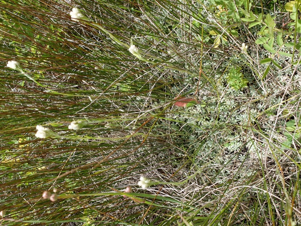 Antennaria microphylla